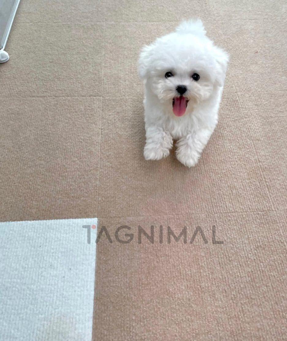 Bichon puppy for sale, dog for sale at Tagnimal