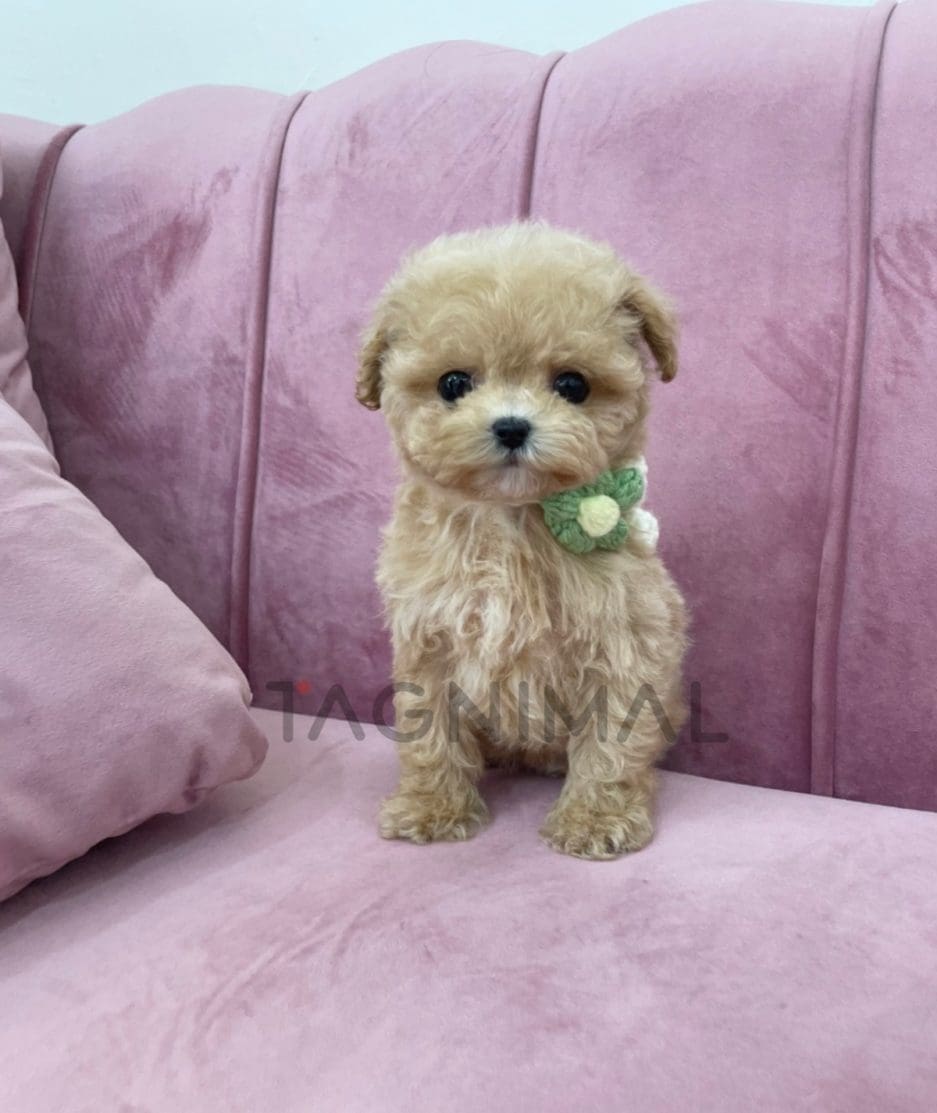 Maltipoo puppy for sale, dog for sale at Tagnimal