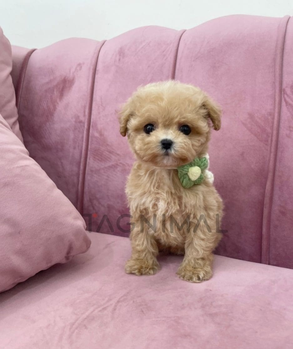 Maltipoo puppy for sale, dog for sale at Tagnimal