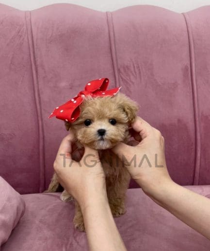 Maltipoo puppy for sale, dog for sale at Tagnimal