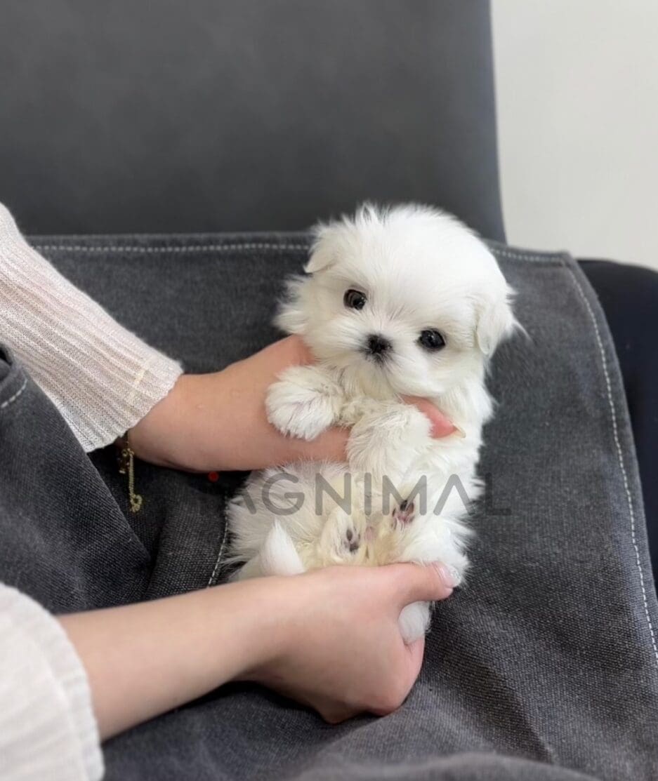 Maltese puppy for sale, dog for sale at Tagnimal