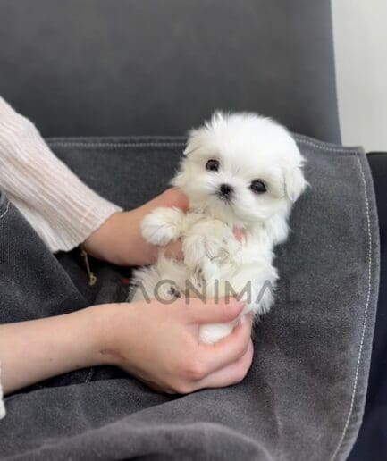 Maltese puppy for sale, dog for sale at Tagnimal