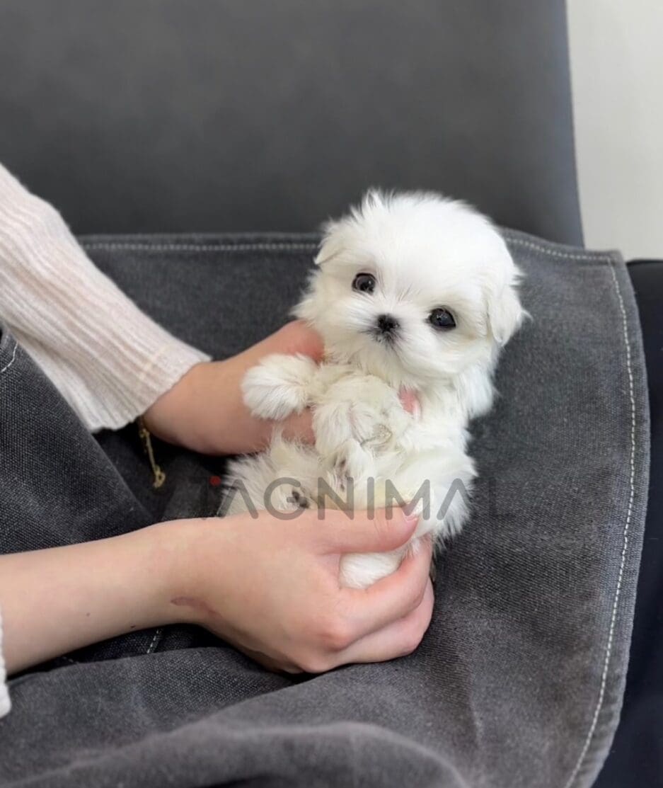 Maltese puppy for sale, dog for sale at Tagnimal