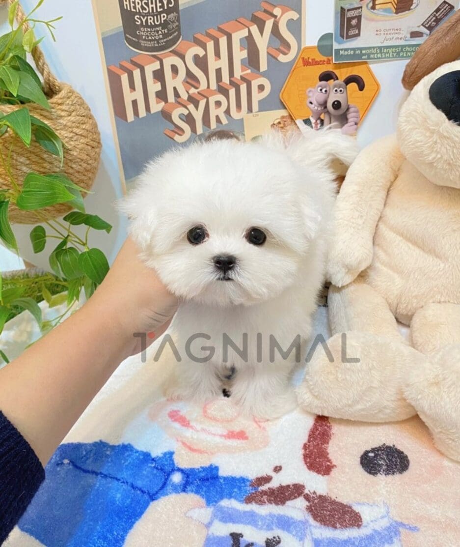 Maltese puppy for sale, dog for sale at Tagnimal