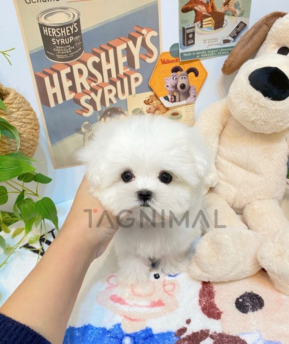 Maltese puppy for sale, dog for sale at Tagnimal