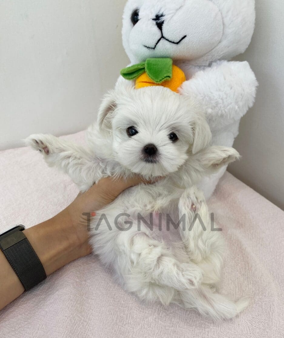 Maltese puppy for sale, dog for sale at Tagnimal