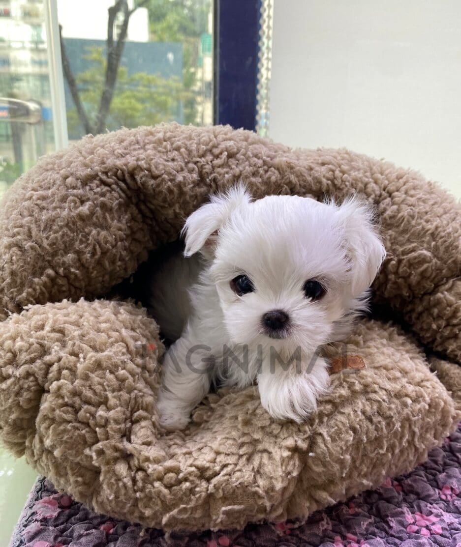 Maltese puppy for sale, dog for sale at Tagnimal