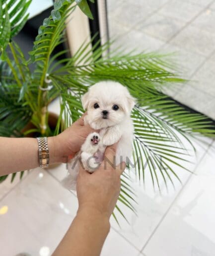 Maltese puppy for sale, dog for sale at Tagnimal