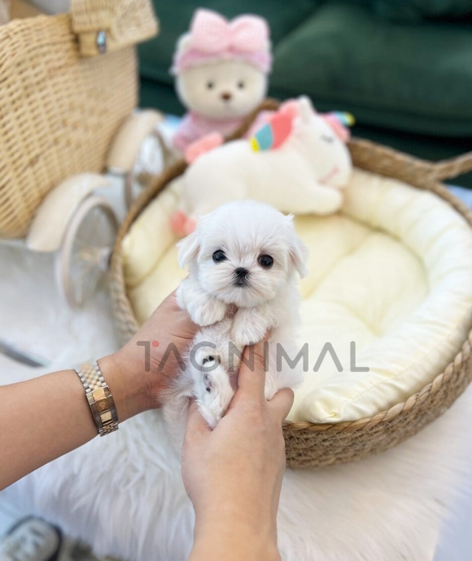 Maltese puppy for sale, dog for sale at Tagnimal