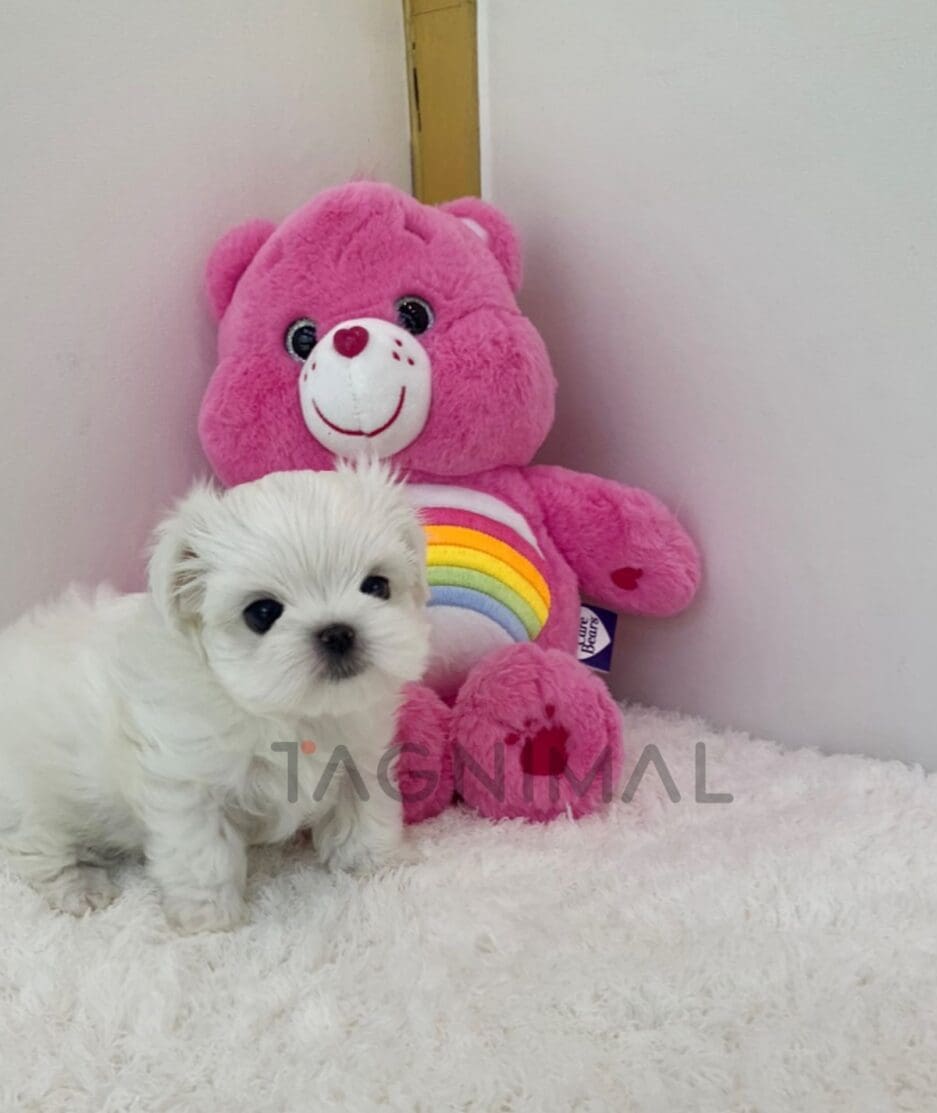 Maltese puppy for sale, dog for sale at Tagnimal