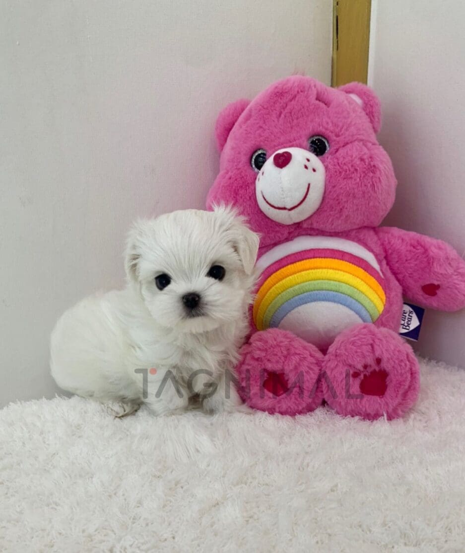 Maltese puppy for sale, dog for sale at Tagnimal