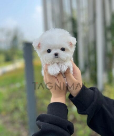 Maltese puppy for sale, dog for sale at Tagnimal