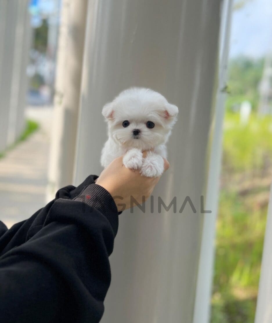 Maltese puppy for sale, dog for sale at Tagnimal