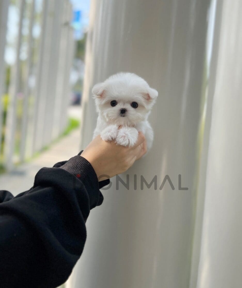 Maltese puppy for sale, dog for sale at Tagnimal