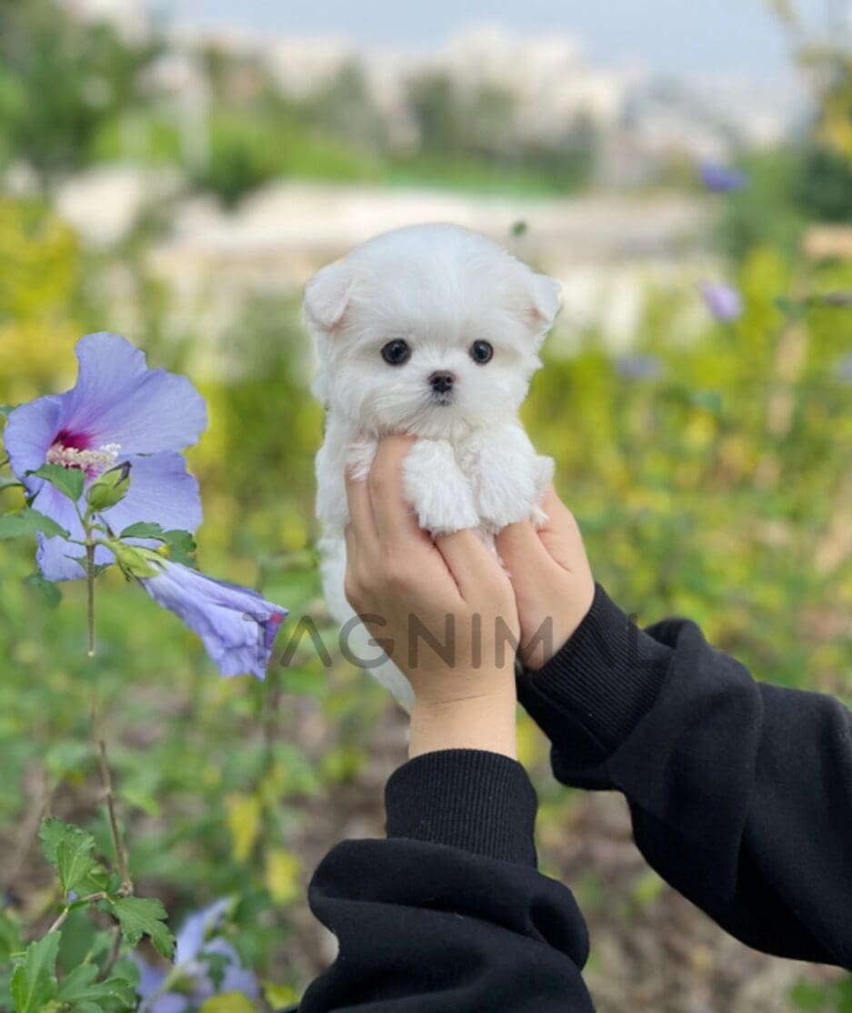 Maltese puppy for sale, dog for sale at Tagnimal