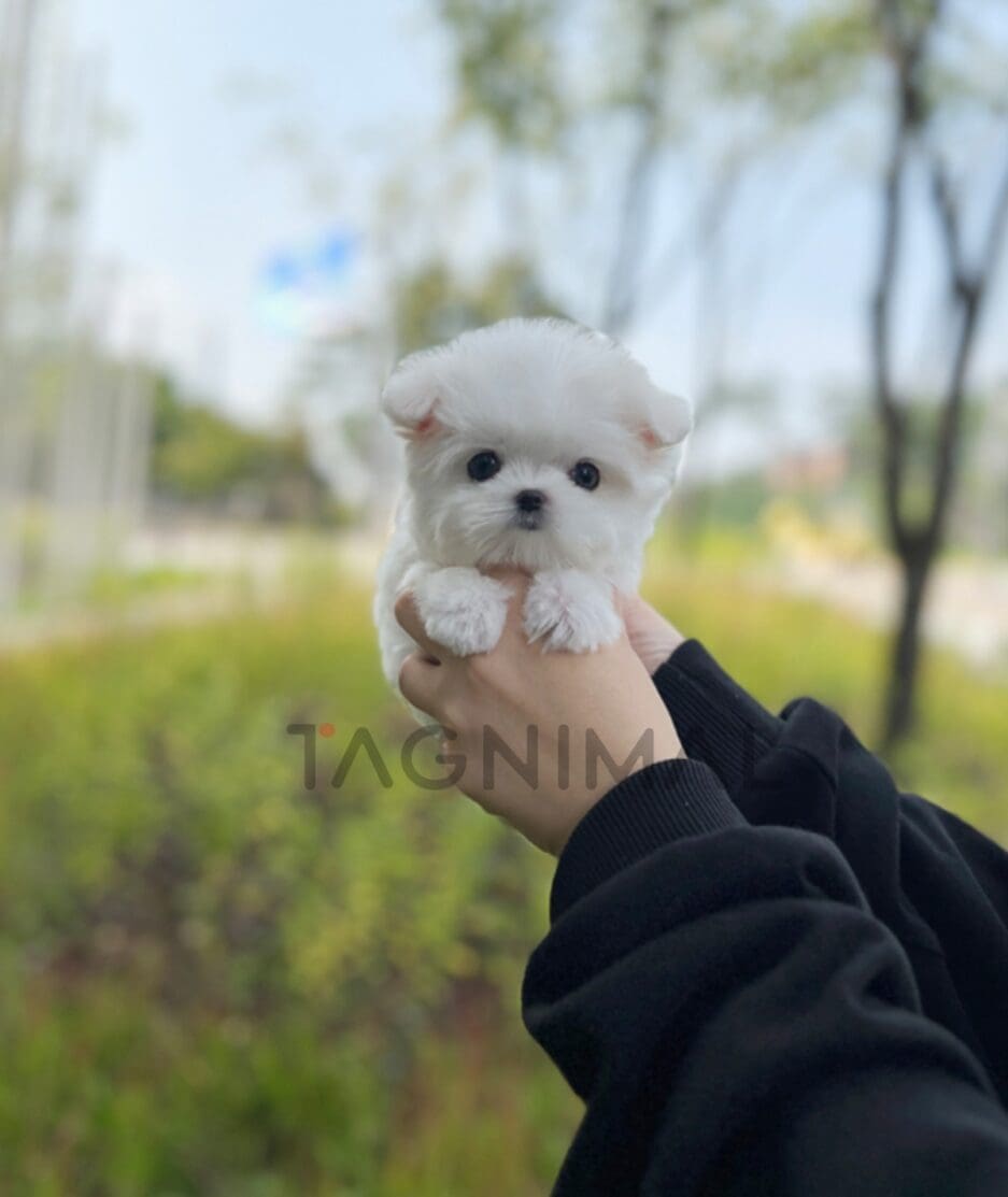 Maltese puppy for sale, dog for sale at Tagnimal