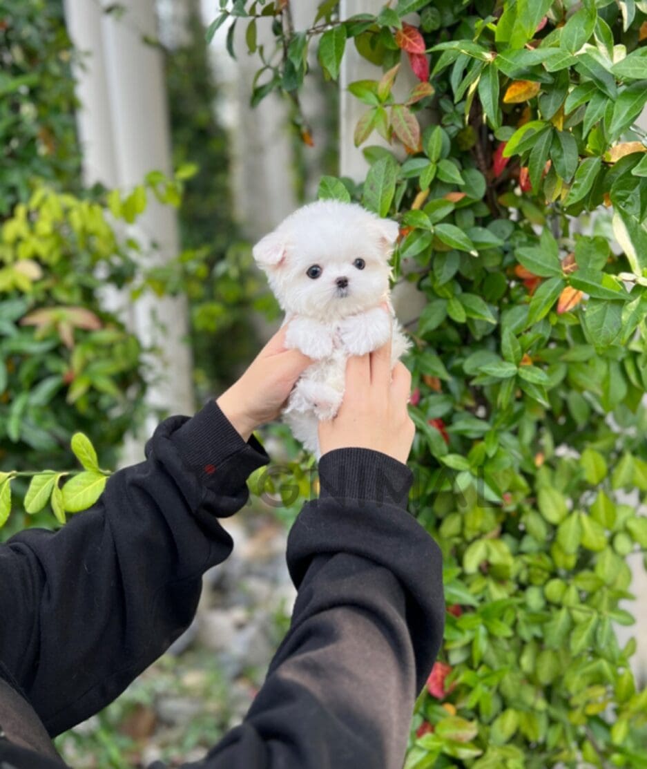 Maltese puppy for sale, dog for sale at Tagnimal