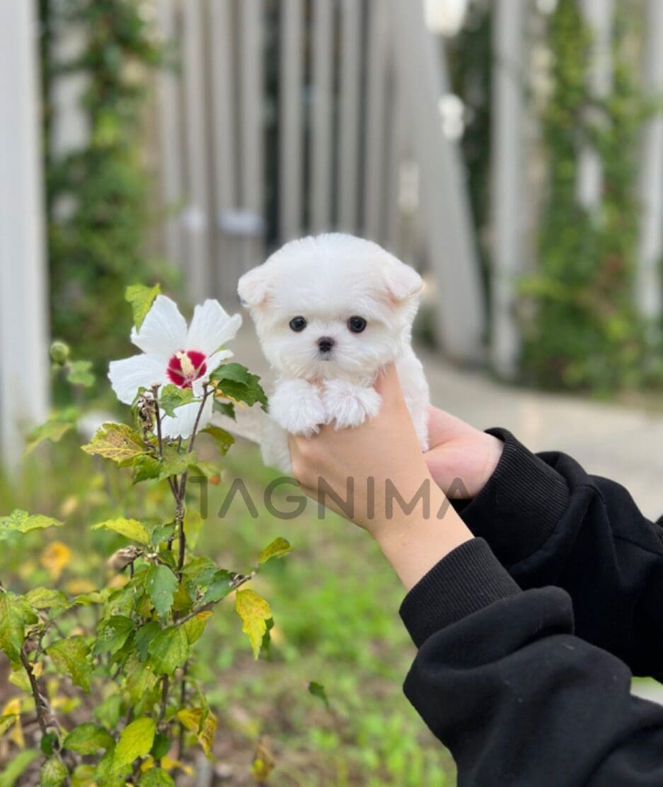 Maltese puppy for sale, dog for sale at Tagnimal