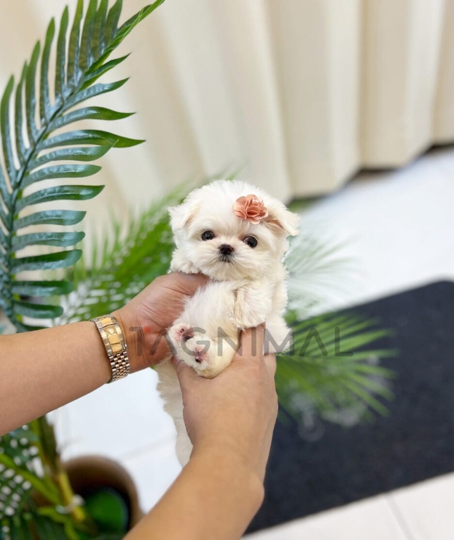 Maltese puppy for sale, dog for sale at Tagnimal