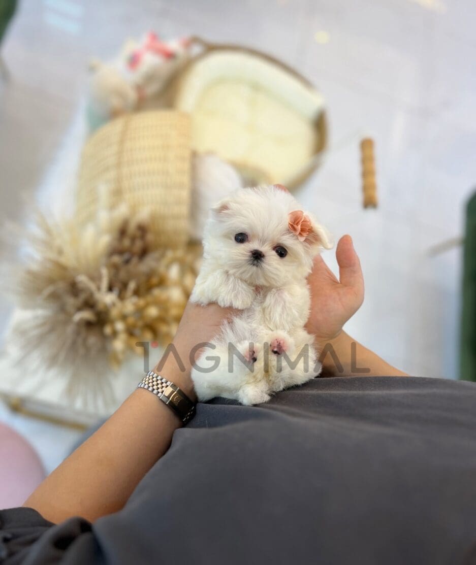 Maltese puppy for sale, dog for sale at Tagnimal