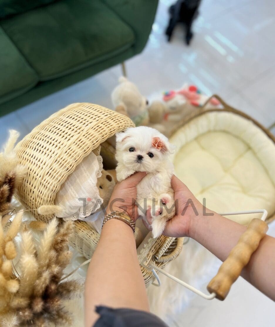 Maltese puppy for sale, dog for sale at Tagnimal