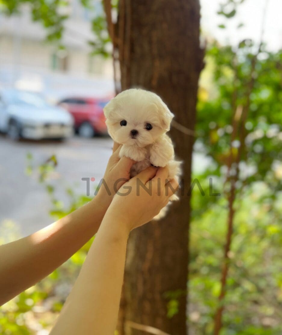 Maltese puppy for sale, dog for sale at Tagnimal