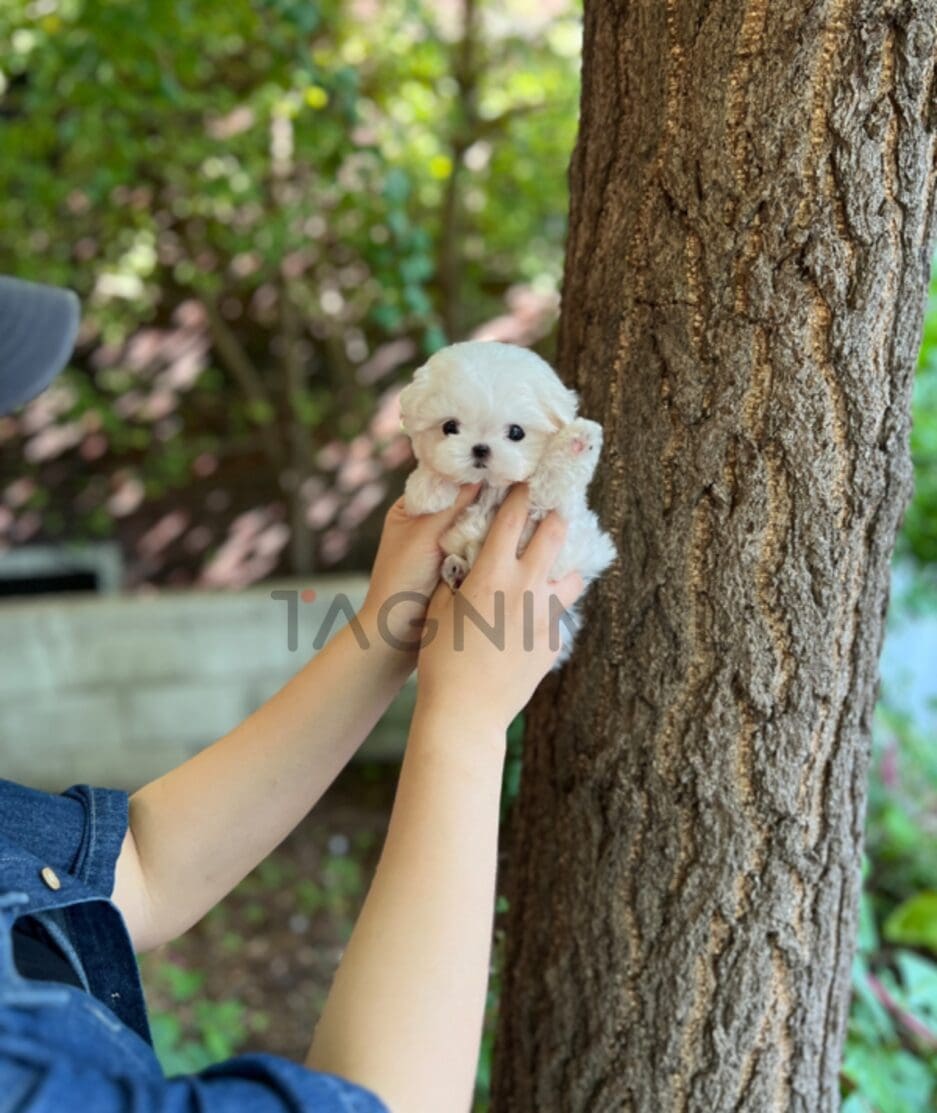 Maltese puppy for sale, dog for sale at Tagnimal