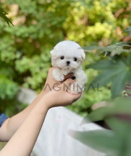 Maltese puppy for sale, dog for sale at Tagnimal