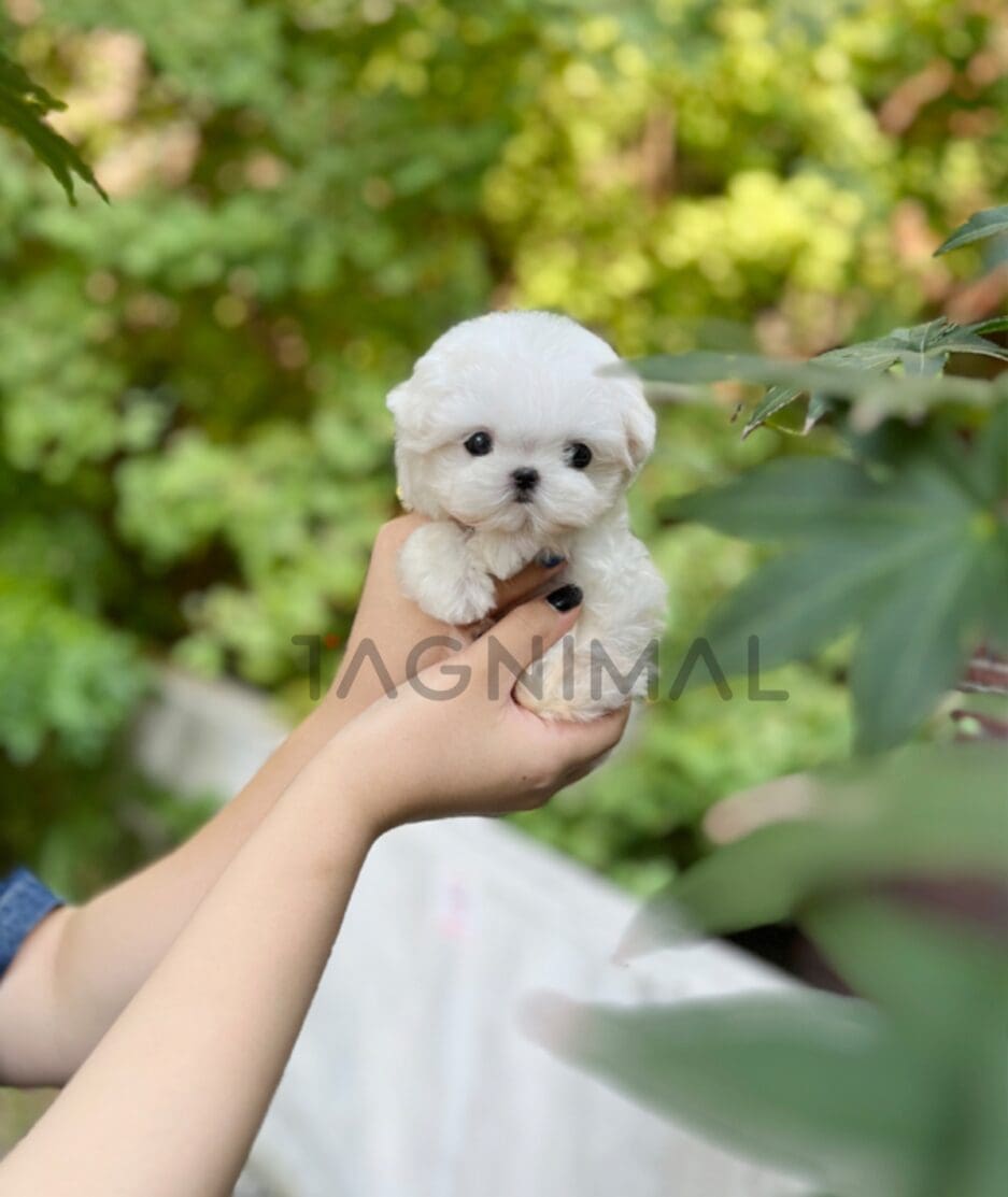 Maltese puppy for sale, dog for sale at Tagnimal