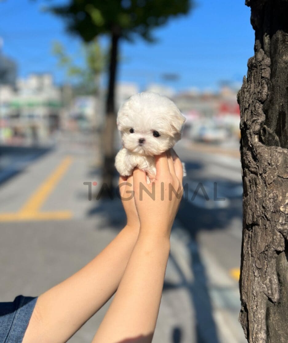 Maltese puppy for sale, dog for sale at Tagnimal