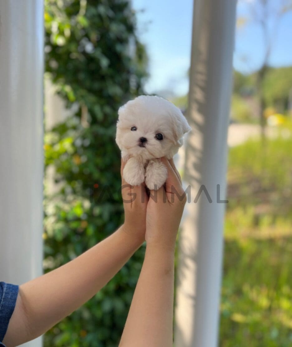 Maltese puppy for sale, dog for sale at Tagnimal