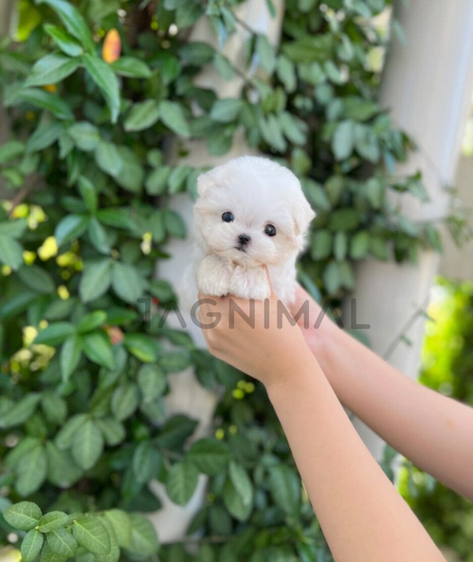 Maltese puppy for sale, dog for sale at Tagnimal