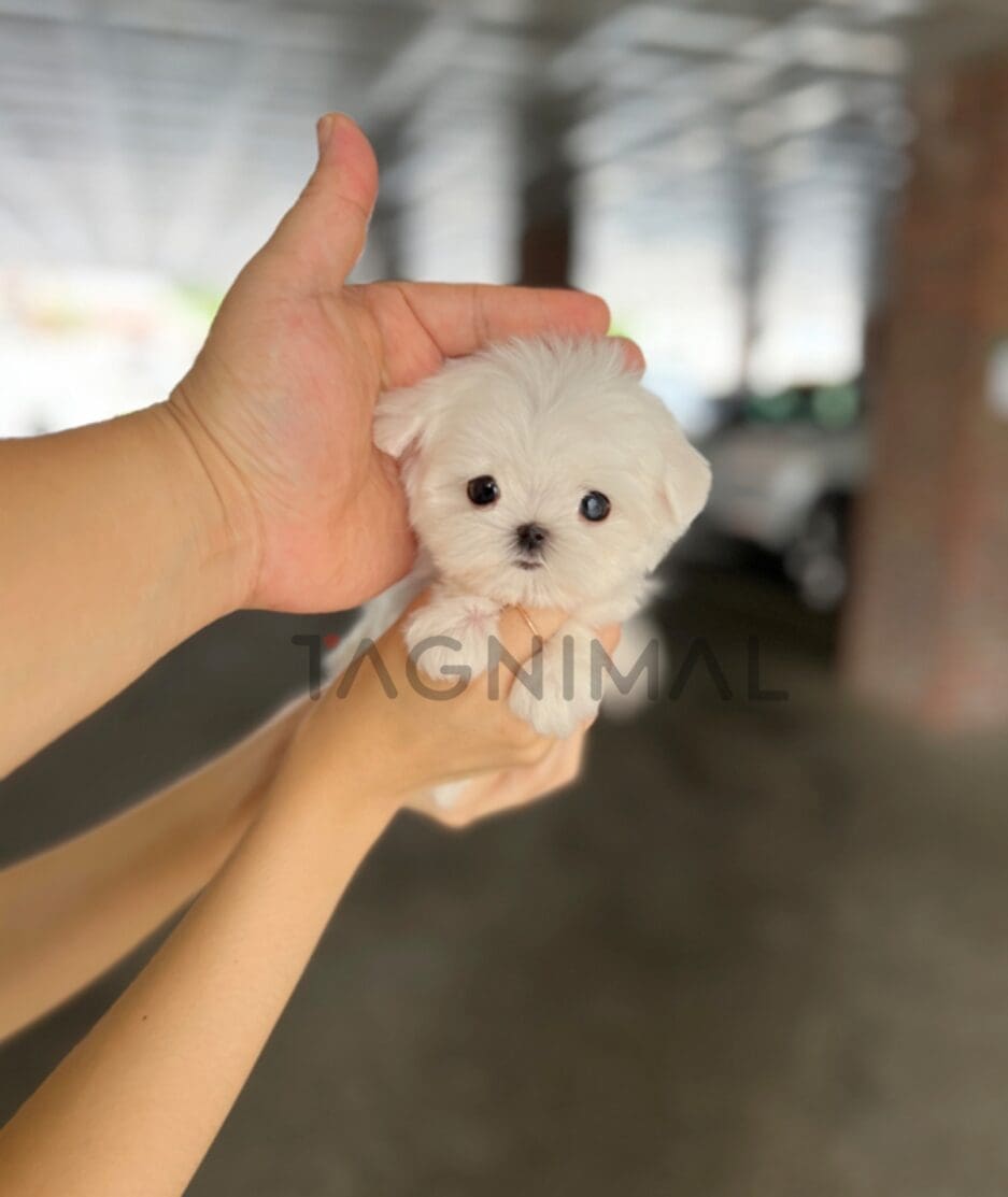 Maltese puppy for sale, dog for sale at Tagnimal