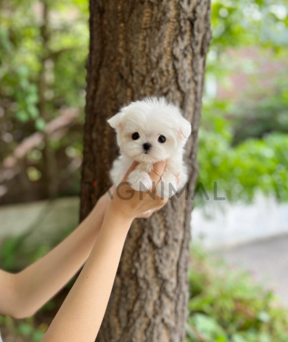 Maltese puppy for sale, dog for sale at Tagnimal