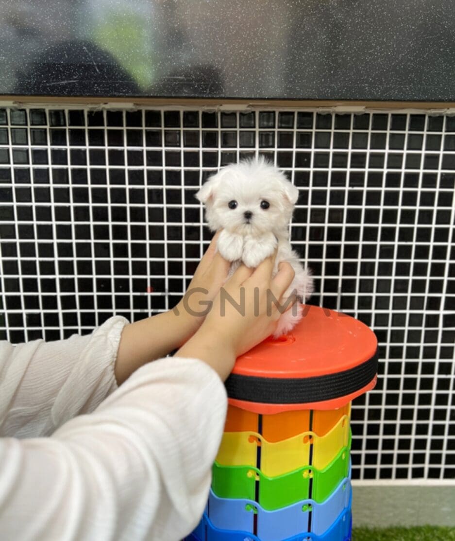 Maltese puppy for sale, dog for sale at Tagnimal