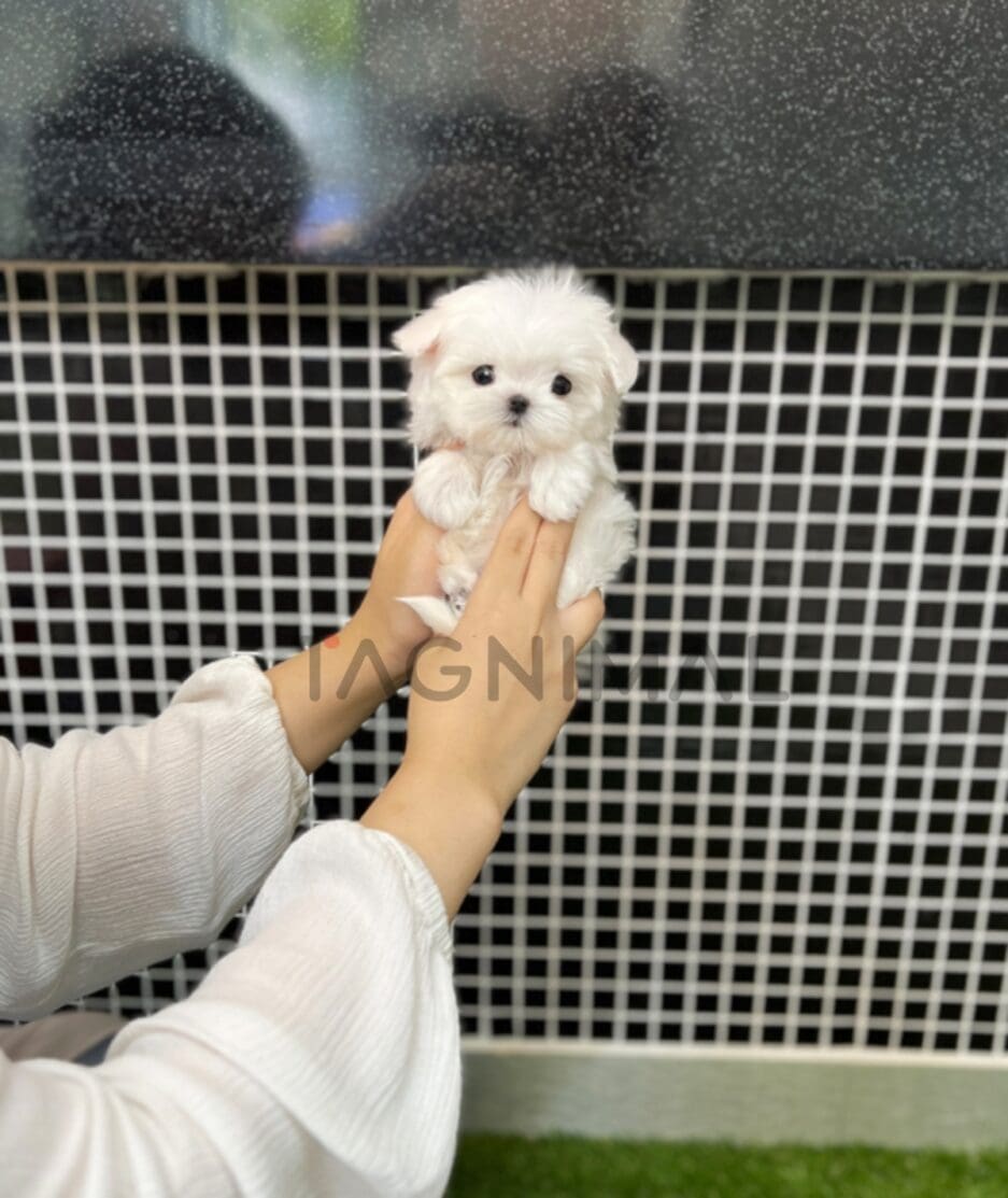 Maltese puppy for sale, dog for sale at Tagnimal