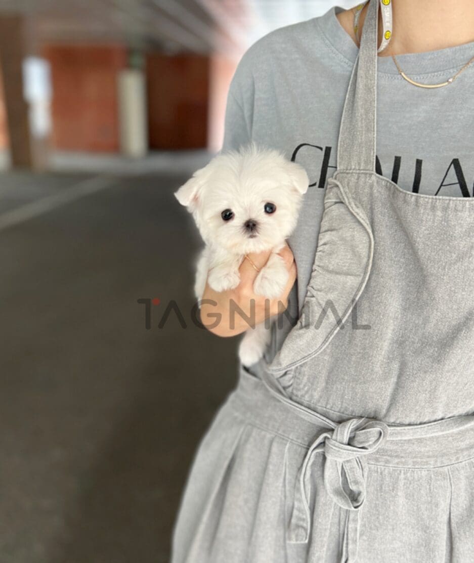 Maltese puppy for sale, dog for sale at Tagnimal