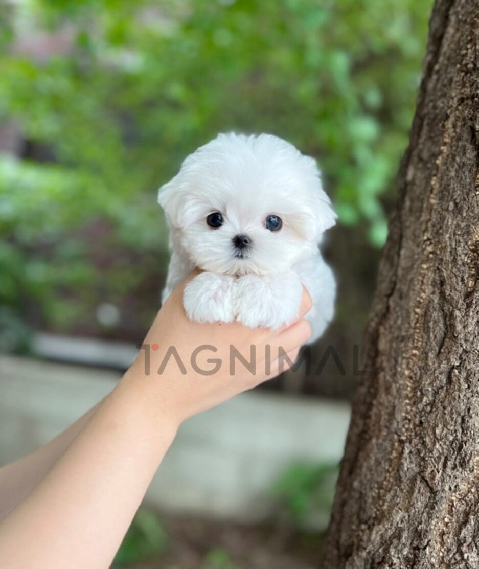 Maltese puppy for sale, dog for sale at Tagnimal