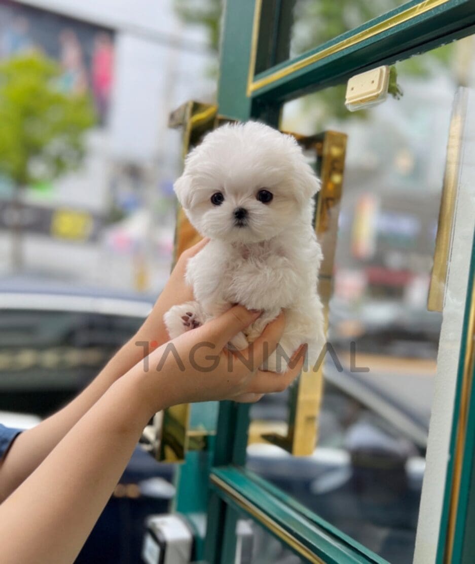 Maltese puppy for sale, dog for sale at Tagnimal