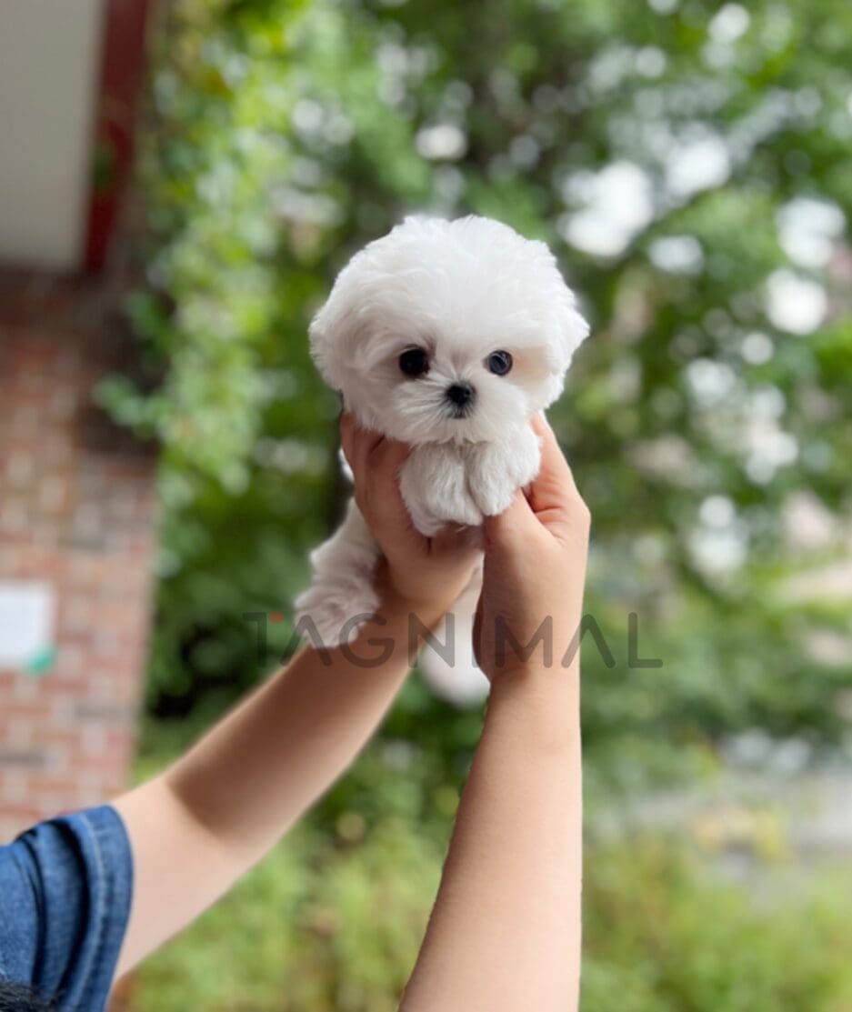 Maltese puppy for sale, dog for sale at Tagnimal