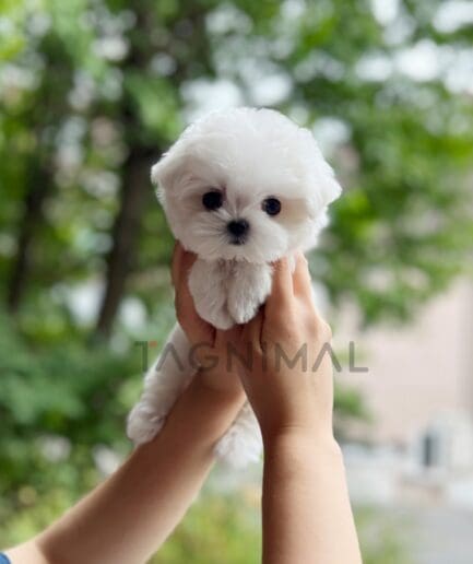 Maltese puppy for sale, dog for sale at Tagnimal