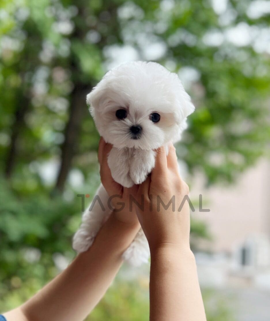 Maltese puppy for sale, dog for sale at Tagnimal