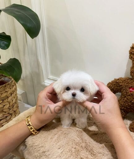 Maltese puppy for sale, dog for sale at Tagnimal