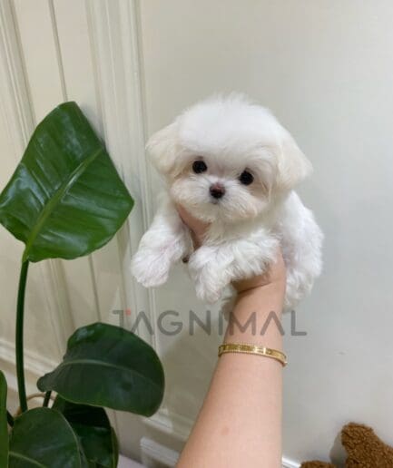 Maltese puppy for sale, dog for sale at Tagnimal