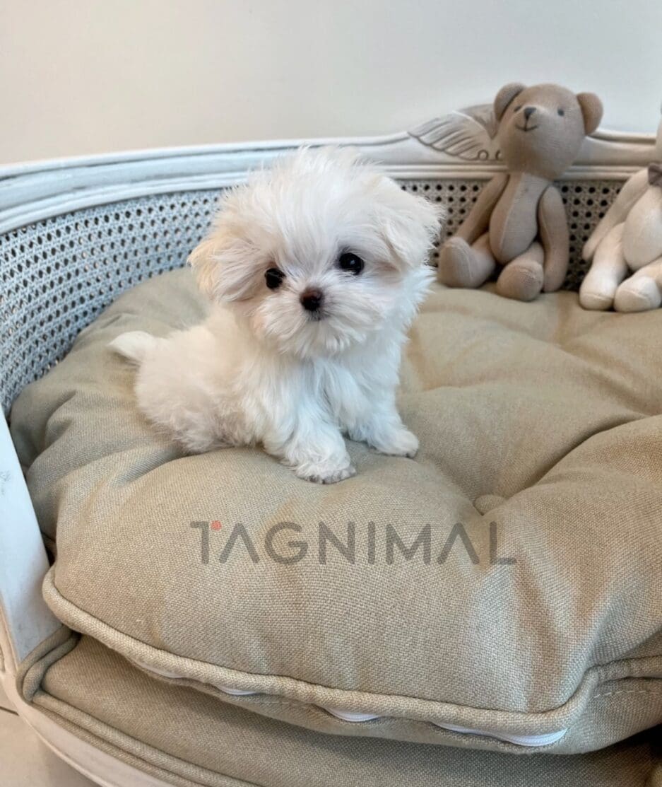 Maltese puppy for sale, dog for sale at Tagnimal