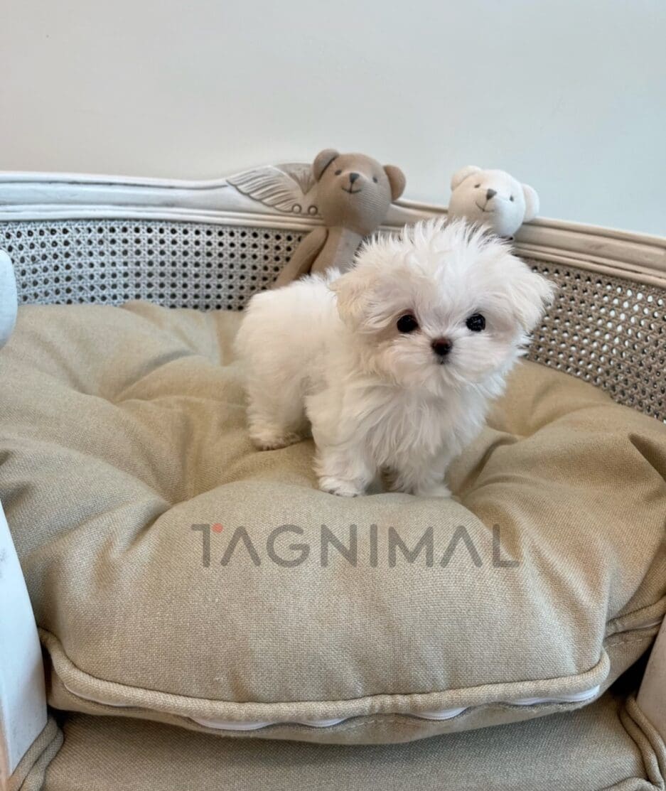 Maltese puppy for sale, dog for sale at Tagnimal