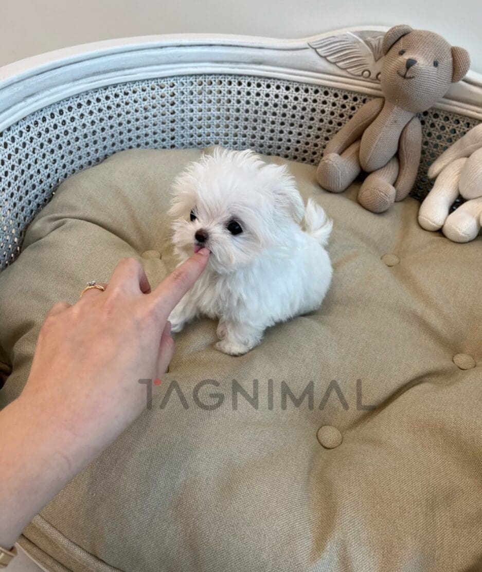 Maltese puppy for sale, dog for sale at Tagnimal