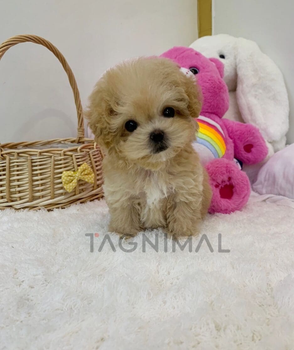 Maltipoo puppy for sale, dog for sale at Tagnimal