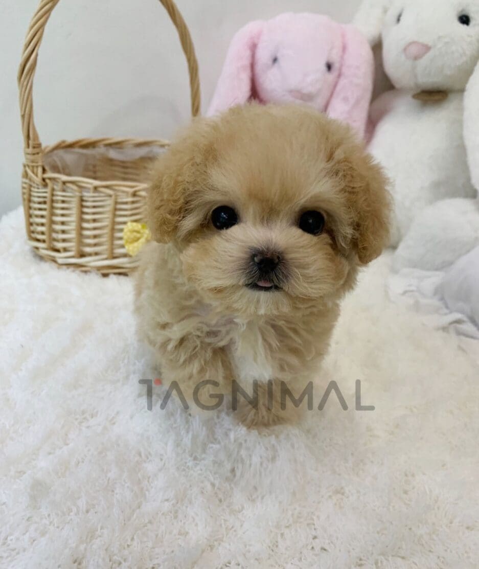 Maltipoo puppy for sale, dog for sale at Tagnimal