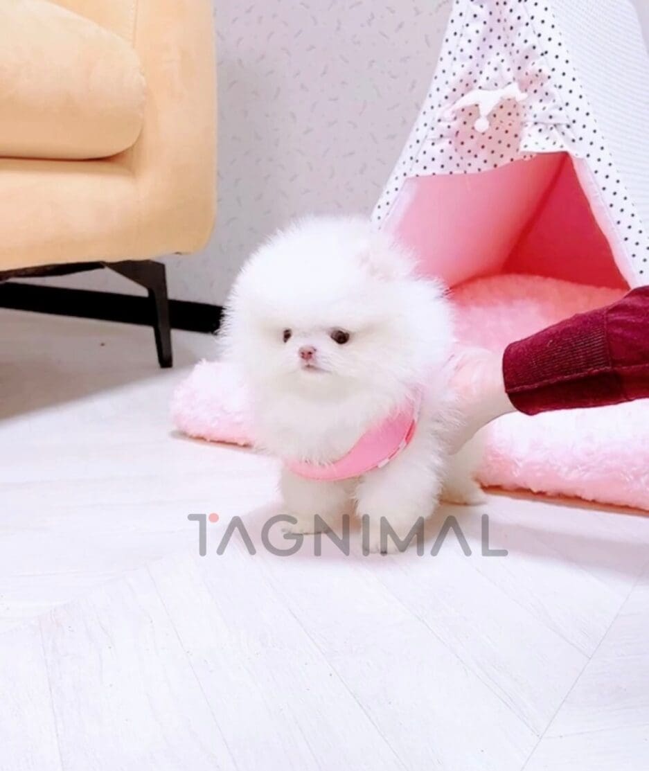 Pomeranian puppy for sale, dog for sale at Tagnimal